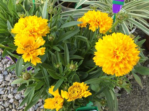 Coreopsis Golden Sphere (Common Name - Coreopsis) 150mm Pot - Dawsons ...