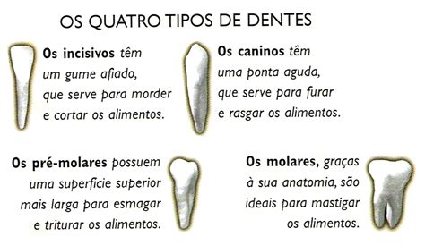 Para Que Serve Os Dentes - quais são os tipos de dentes existentes nos mamíferos e a função de ...