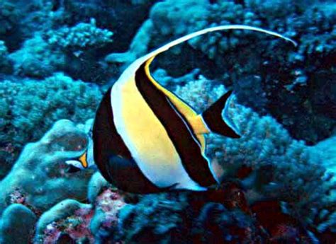 Moorish Idol: Facts, Characteristics, Habitat and More - Animal Place