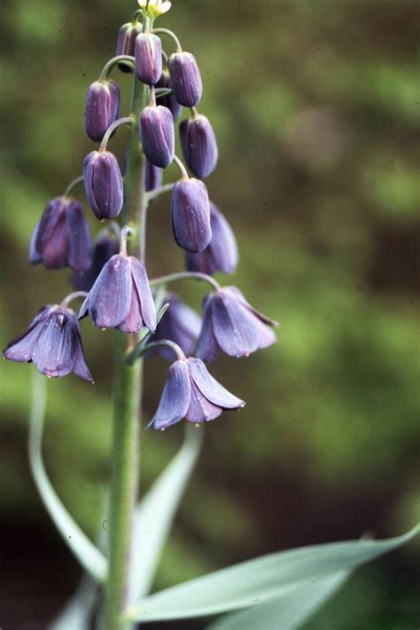 Guide Des Bulbes Fleurs Du Printemps La Terre Est Un Jardin