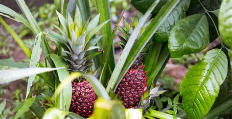 Red Pineapples: Description, Flavor, Benefits, And Uses - Gardeners ...