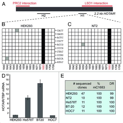 Hotair Lncrna Shows M 5 C In Various Cell Types A Schematic