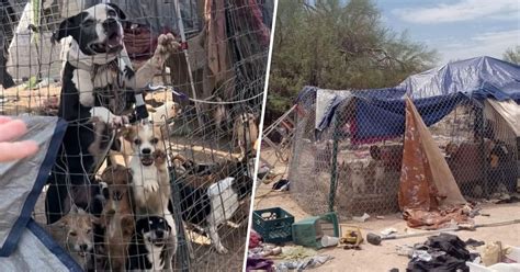150 Dogs Rescued After Being Found Living With Homeless Family in