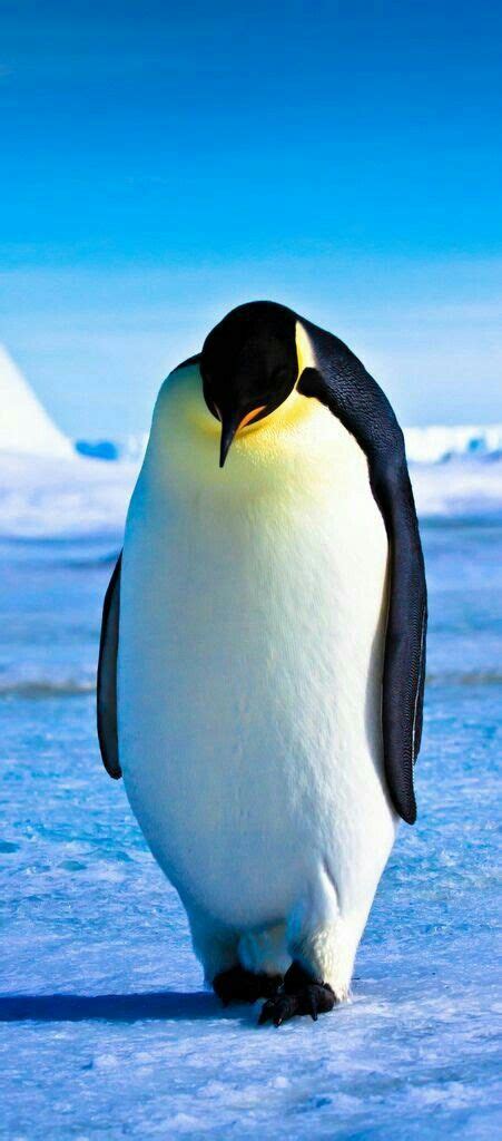 Pin by Mária Major on Pingvinek | Pet birds, Beautiful birds, Animals ...