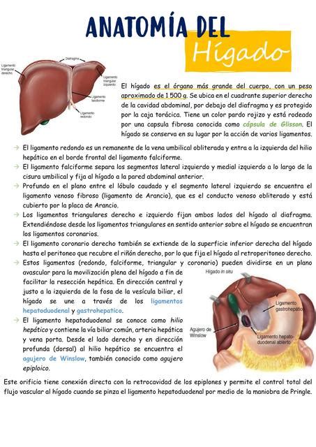 Anatomía y Procedimientos del Hígado Dr Castro uDocz