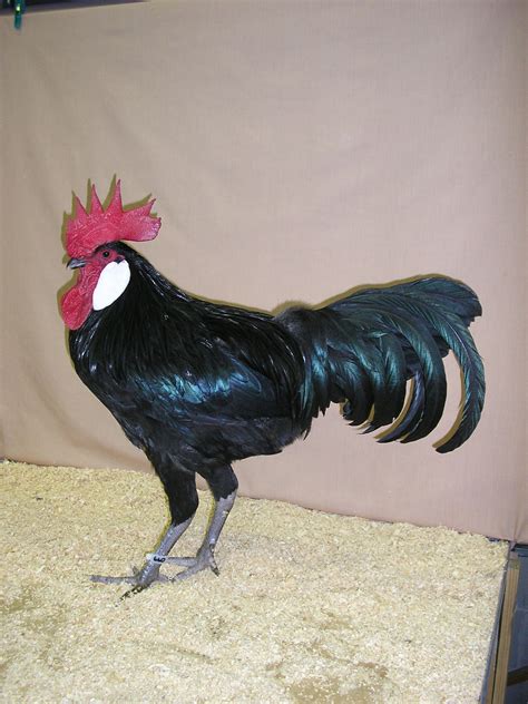 Fancy Chicken Breeds - Poultry Hub Australia