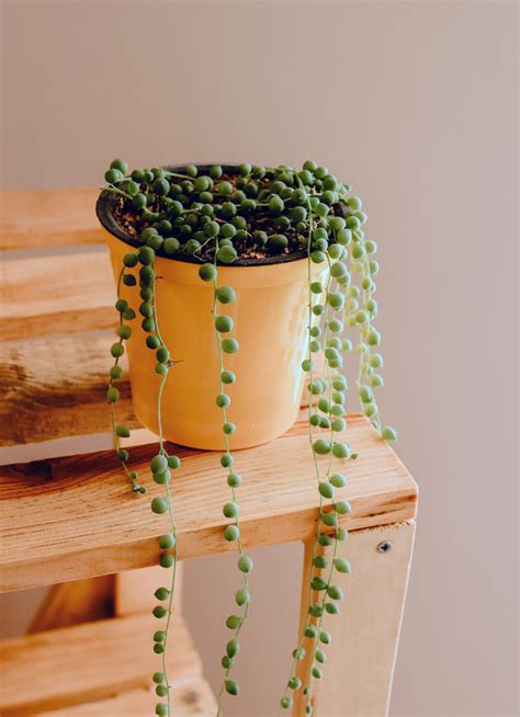 Green Thumb Guide: Top Indoor Hanging Plants! - Quiet Minimal