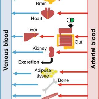 In The Physiologically Based Pharmacokinetic Pbpk Model Organs