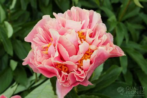 Triphena Parkin – Quality Peonies