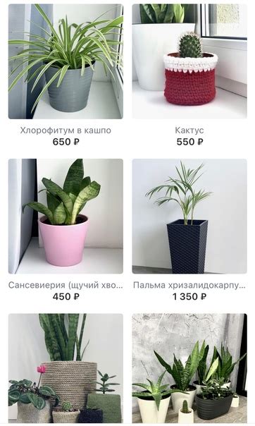 В наличии | Комнатные растения, цветы СПб 華boxdecor_spb | ВКонтакте
