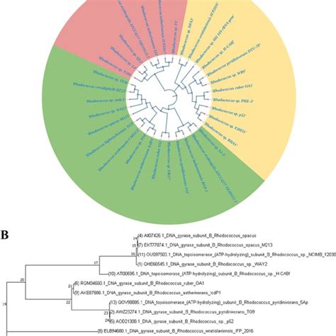 Phylogenetic Tree Of 16S RRNA And GyrB Genes From Rhodococcus Strains