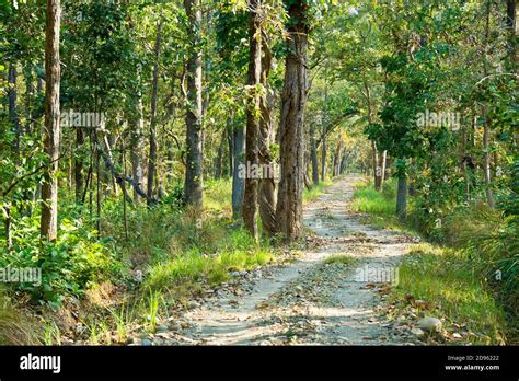 Sal Forest Royal Bardia National Park Bardiya National Park Nepal