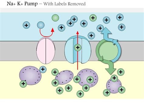 Sodium Potassium Pump Animation