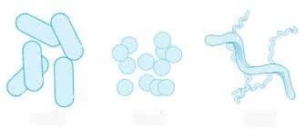 Bacteria Shapes Diagram Quizlet