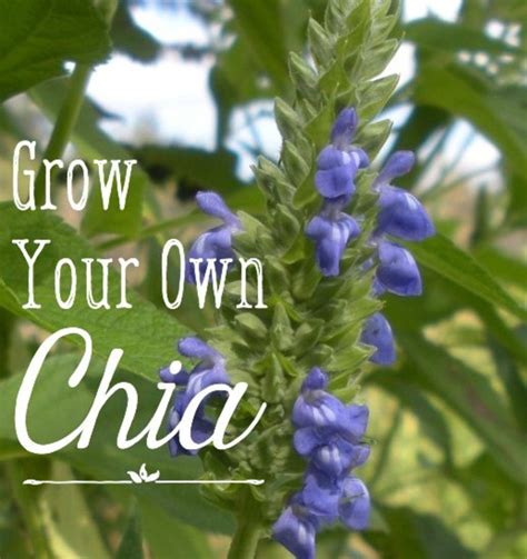 How i grow and harvest organic chia seeds – Artofit