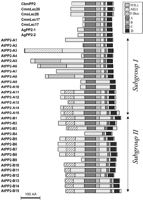 Schematic Diagram Of Conserved Domains In PP2 And PP2 Like Proteins