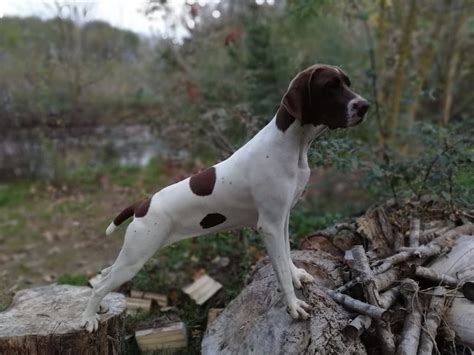 Photo Elevage du clos d issou eleveur de chiens Braque français