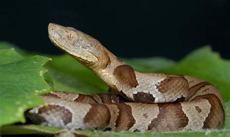 Snakebitten Hikers Treated After Venomous Encounters The Current