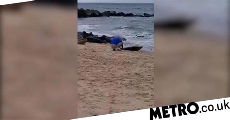 Watch Beachgoers Urged To Keep Their Distance From Seals Metro Video