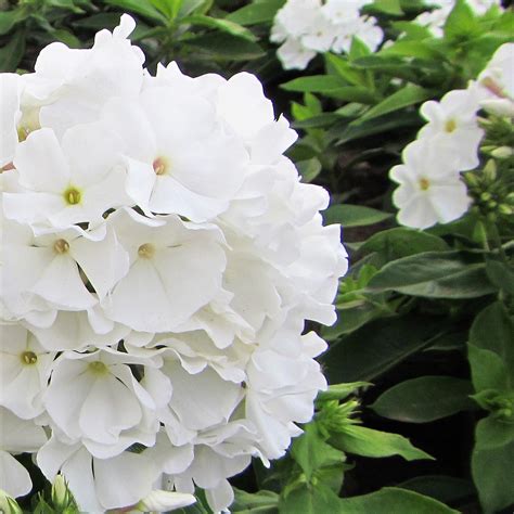 Phlox White Flame Dwarf Phlox Phlox Paniculata Flame™ White Easy