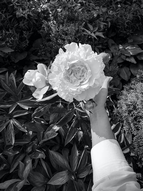 White Peony against White Background · Free Stock Photo