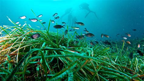 Los Fondos Marinos De Ibiza Poseidonia Formentera