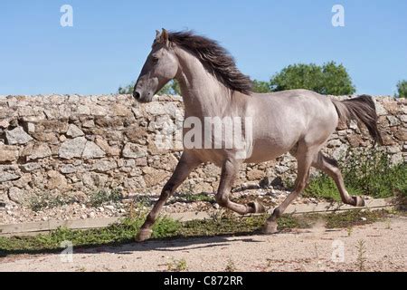 Sorraia horse - galloping Stock Photo - Alamy