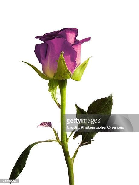 1,490 Blue And Yellow Roses Stock Photos, High-Res Pictures, and Images - Getty Images