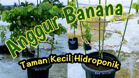 Anggur Import Varietas Banana Part Pembentukan Cabang Tersier Youtube