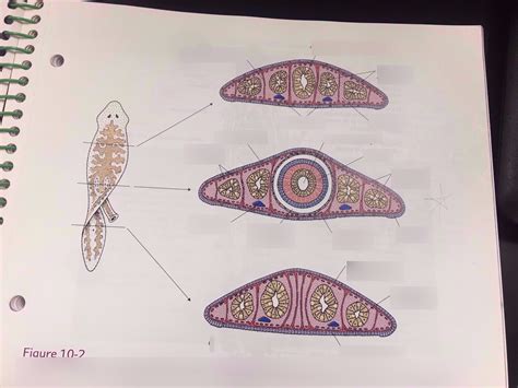 Planaria Cross Section Labeled