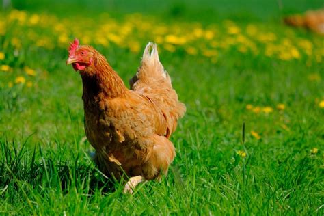 Backyard Chicken Farming Beginner S Guide To Fresh Eggs Dengarden