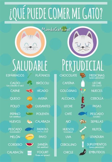 10 Alimentos Prohibidos Para Tu Gato Artofit