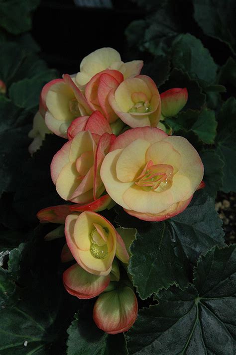 Pink Chablis Begonia Begonia X Hiemalis Pink Chablis In Long Island