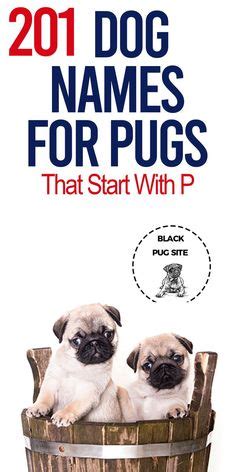 11 Best Pug Names ideas | pug names, cute pugs, dog names