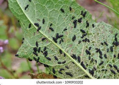 Insects That Eat Plants Stock Photo 1090933202 | Shutterstock