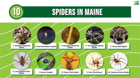 Venomous Spiders Found In Maine Nature Blog Network