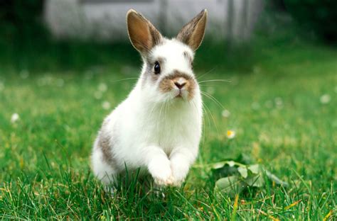 How High Can A Rabbit Jump? - Vet Explains Pets