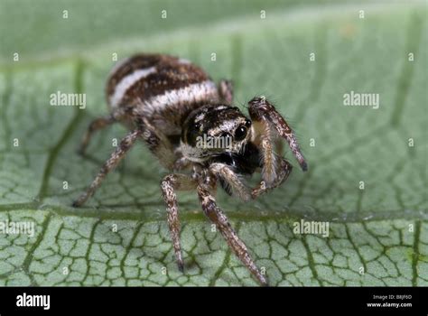 Zebra Jumping Spider Salticus scenicus UK Stock Photo - Alamy