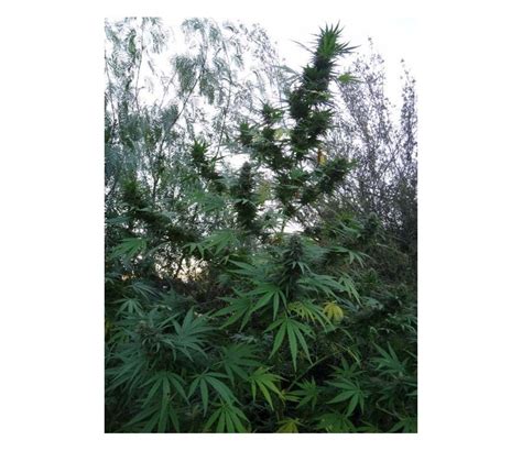 Pakistan Chitral Kush De Ace Seeds Semillas De Marihuana Regulares