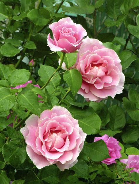 ¿cómo Cuidar Un Rosal Leroy Merlin