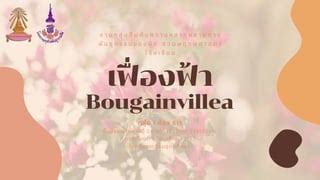 Herbarium Bougainvillea PPT