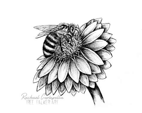 Bee On Flower Drawing At Paintingvalley Explore Collection Of Bee