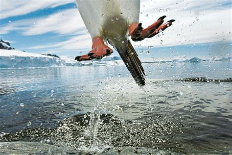 Baggrundsbilleder National Geographic Fotos 2015 Natgeodk