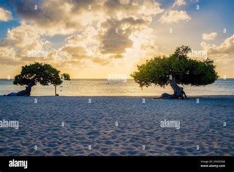 Sunset At Eagle Beach Aruba Divi Dive Trees On The Shoreline Of Eagle