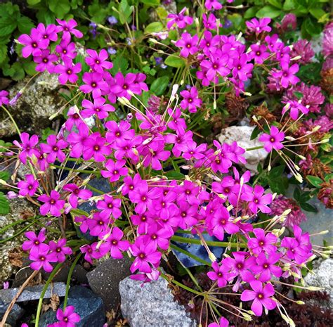 Луковичные и клубнелуковичные : Oxalis-Оксалис-Кислица Rosea.