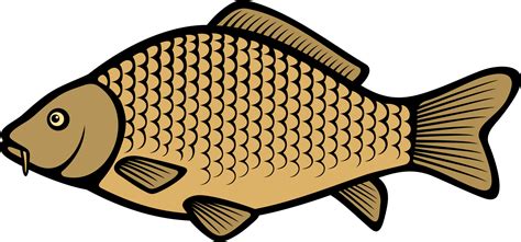 Carp Fish Png Illustration Png