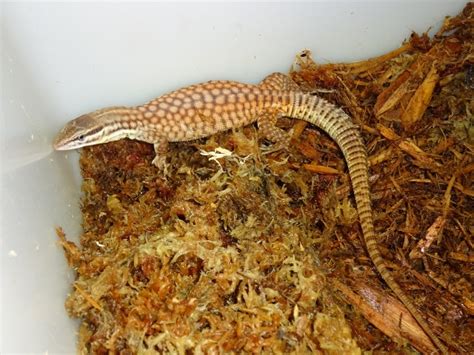 Ackie Monitor Red Captive Born Babies Strictly Reptiles