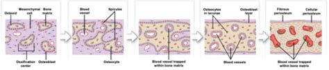 Exam 2 Ch 10 Bone Growth Remodeling And Repair Flashcards Quizlet