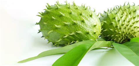 Guyabano Benefits - 15+ Medicinal Properties of an Exotic Fruit