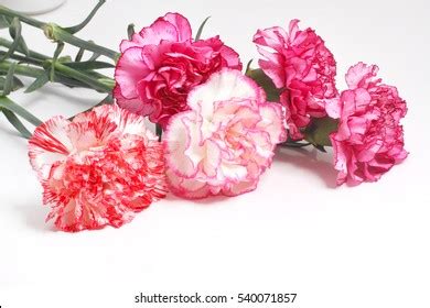 Pink Carnation Bouquet Stock Photo 540071857 | Shutterstock